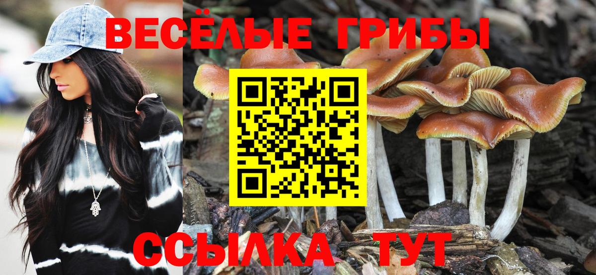 Галлюциногенные грибы Psilocybe Пенза